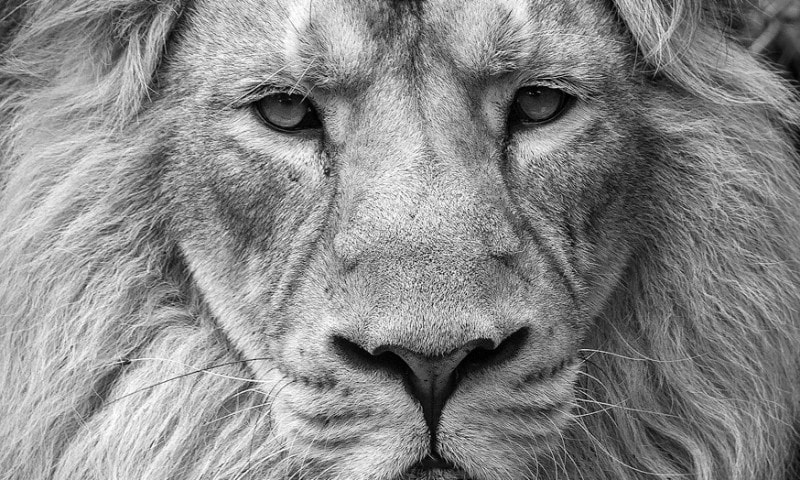 Close-up portrait of majestic lion, looking directly into the camera.