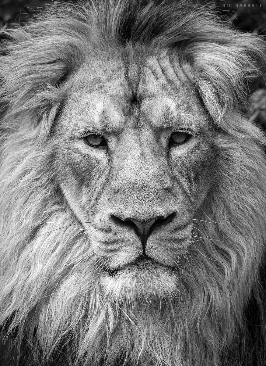 Close-up portrait of majestic lion, looking directly into the camera.