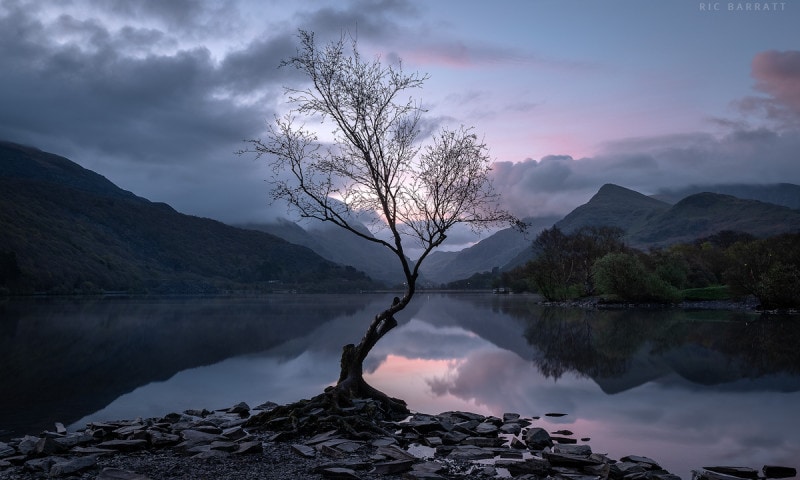 Solitary tree standing at the edge of a perfectly still lake. Pink, cloudy dawn.
