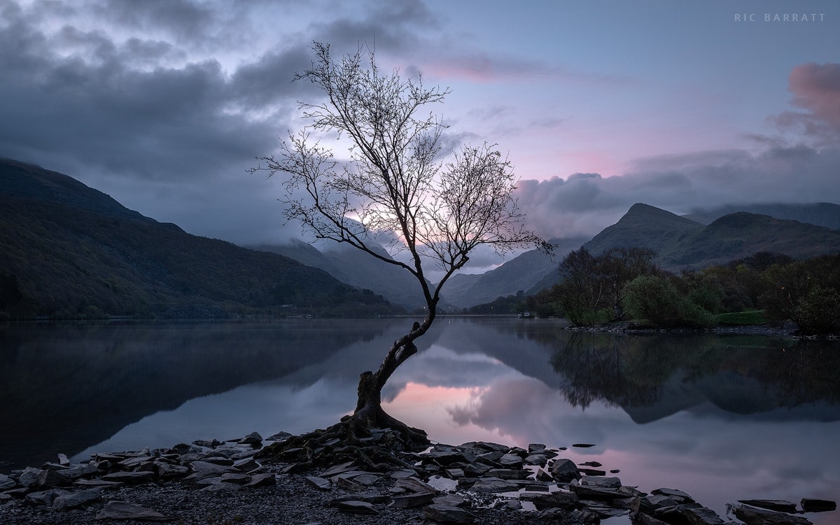 Solitary tree standing at the edge of a perfectly still lake. Pink, cloudy dawn.