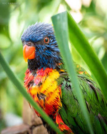 Inquisitive bird with rainbow coloured plumage sits amongst tall green grass. The bird's blue face is wet from washing.