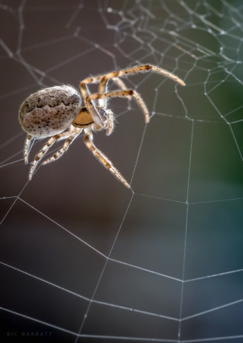 Close-up of a hairy, golden spider finishing building a web.