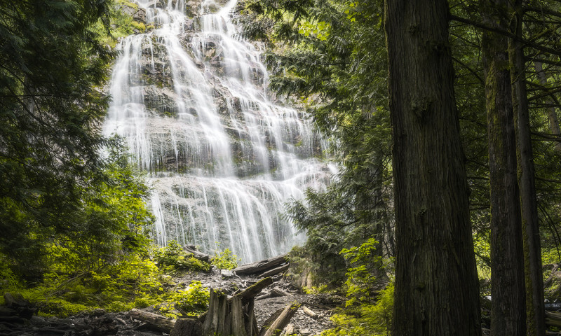 Steams of water fall down tall, rocky wall in lush, green woodland.