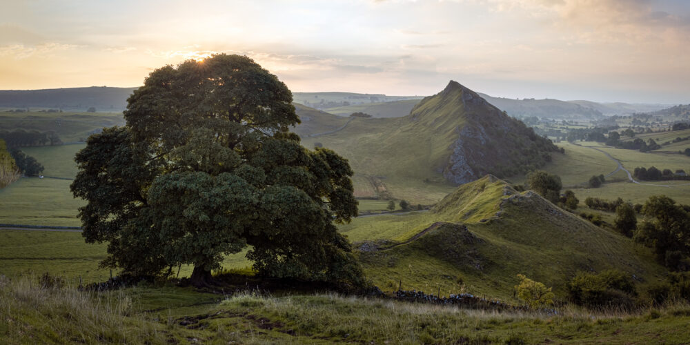 Scenic landscape with a large tree and rolling hills at sunset.