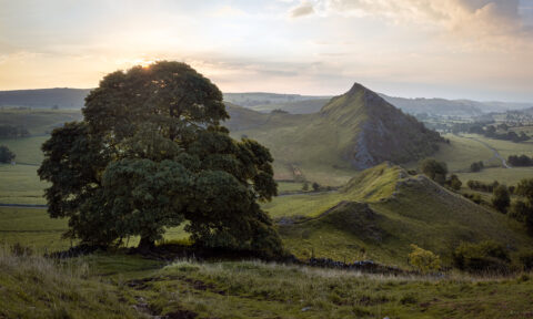 Scenic landscape with a large tree and rolling hills at sunset.