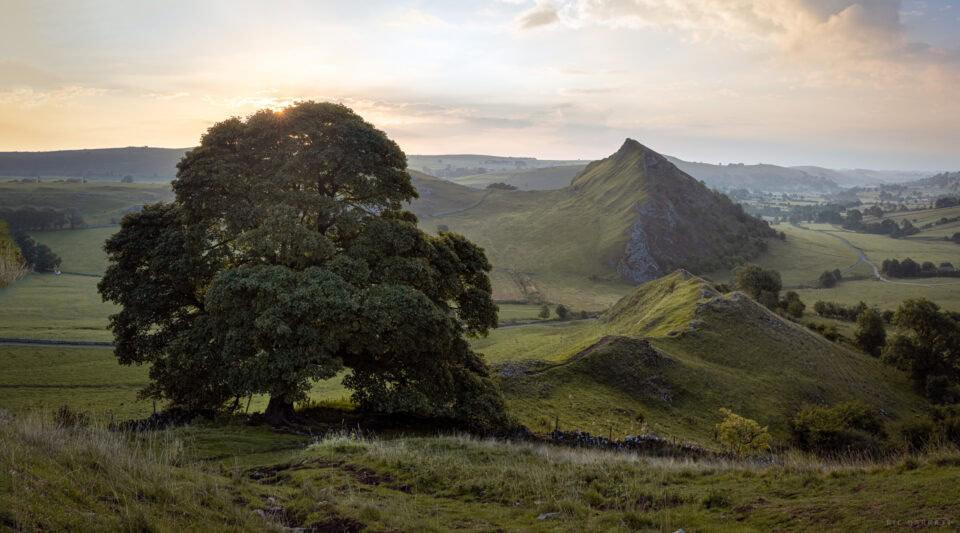 Scenic landscape with a large tree and rolling hills at sunset.