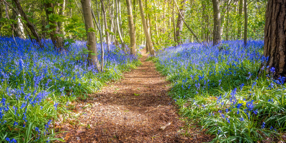 Beautiful woodland trail lined with vibrant bluebells during spring. Sunlight filters through the tr.