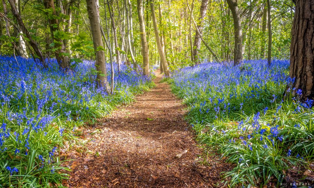 Pathway through a woodland and field of bluebell flowers.
