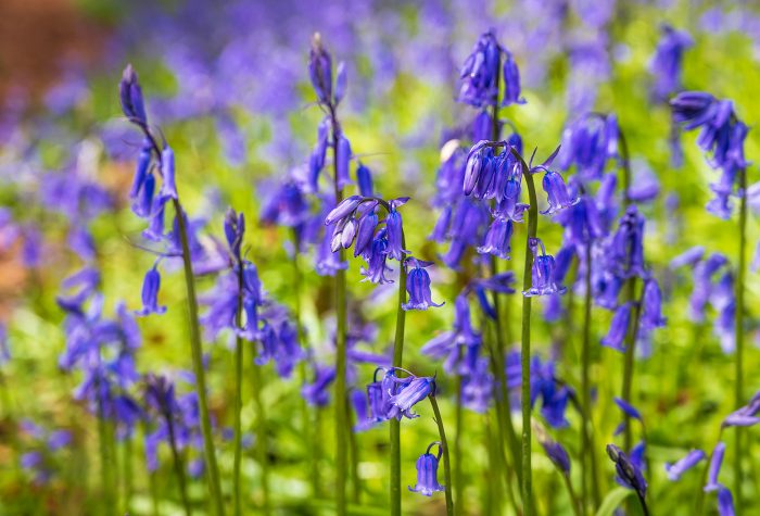 Bluebell Woods Photography Tips