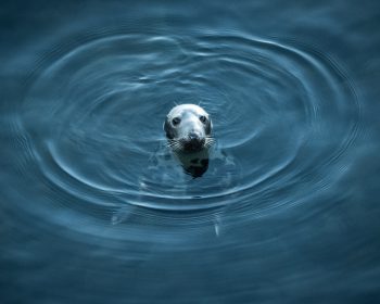Seal-1
