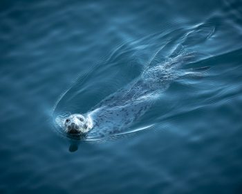 Seal-2