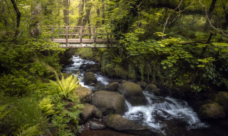 A bridge crosses over a stream with mossy rocks and lush vegetation.