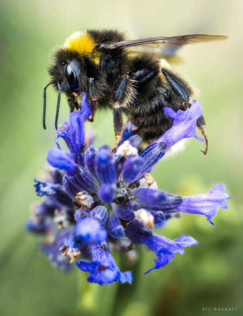 Bumblebee