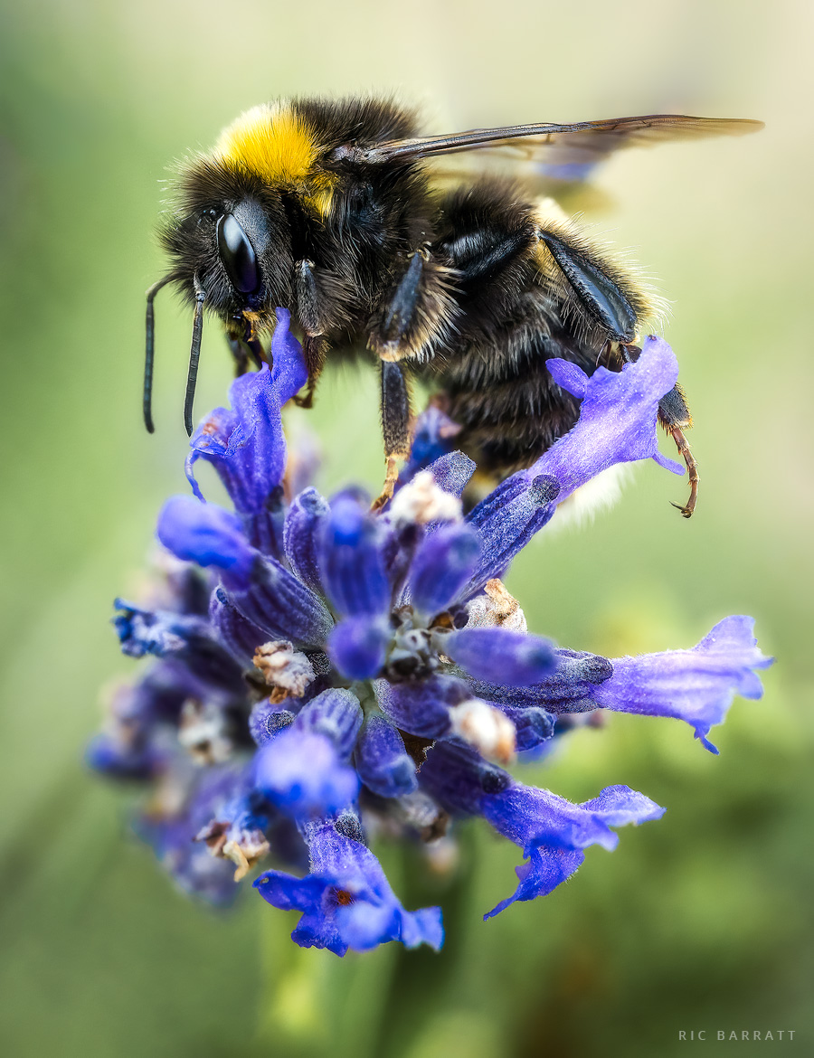 Bumblebee