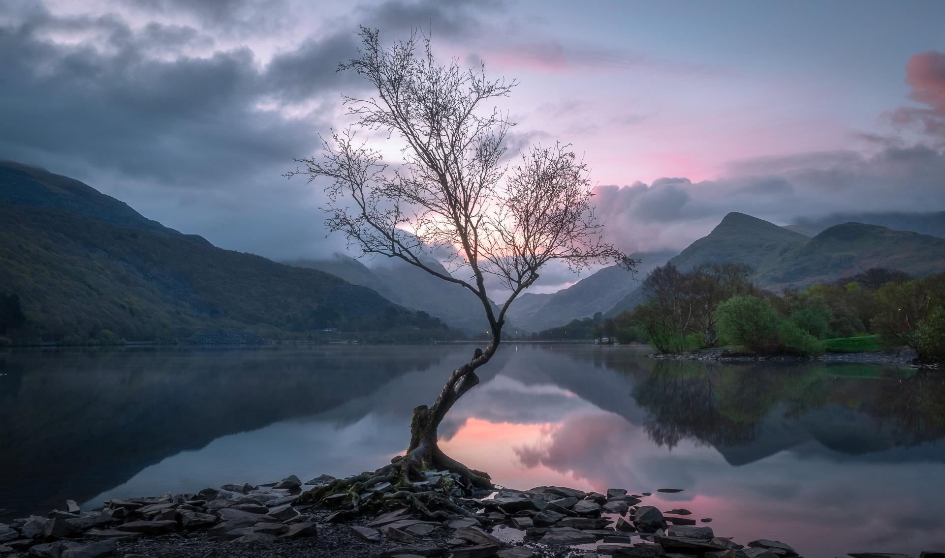 Lone Tree