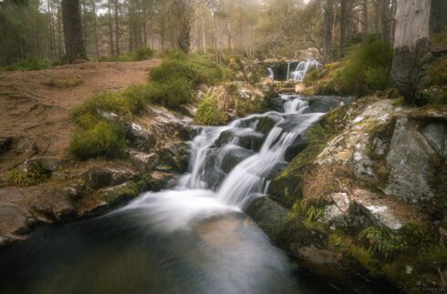 Woodland Waters