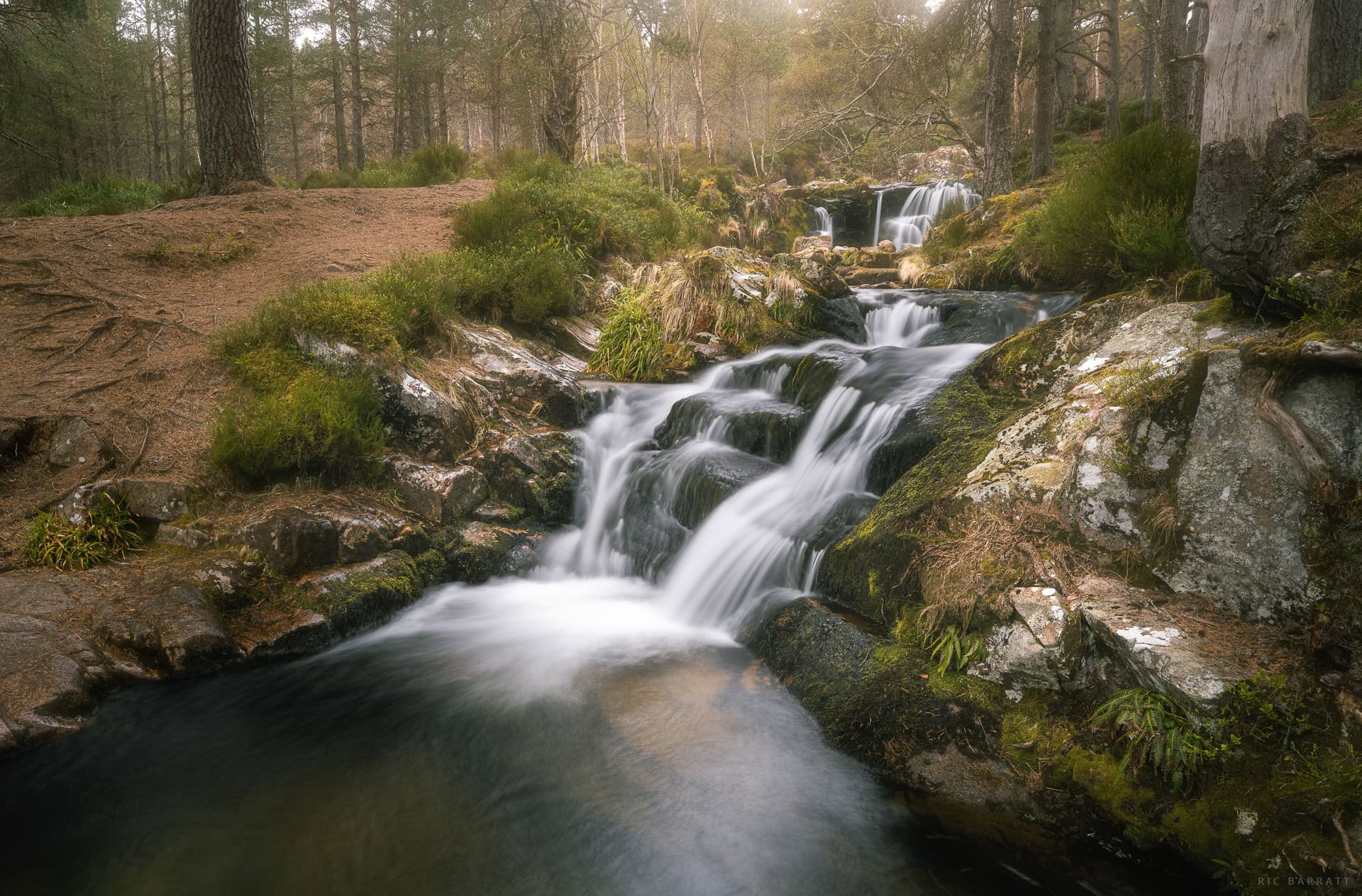 Woodland Waters